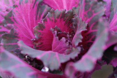 Pembe renkli dekoratif lahana bahçesinde