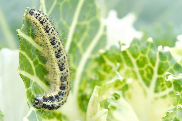 Yeşil tırtıl siyah noktalar üzerinde lahana ile