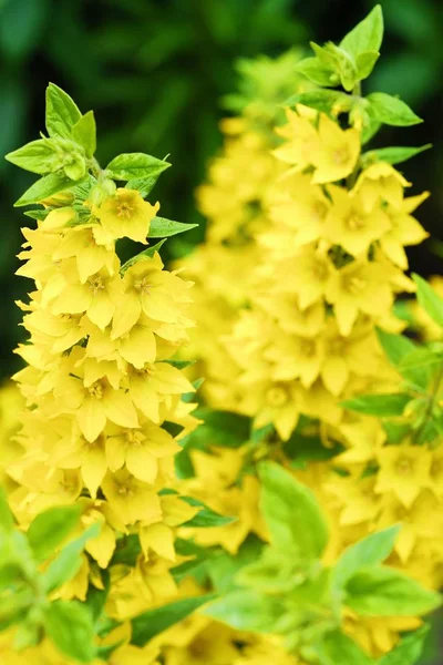 Belle campane gialle nel giardino estivo — Foto Stock