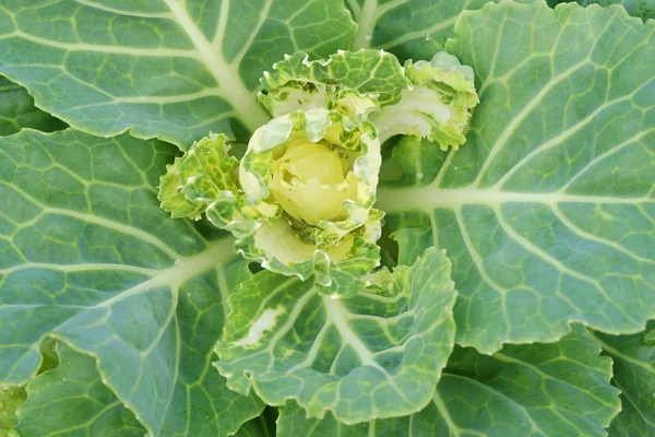 Yaz bahçesinde yeşil dekoratif lahana