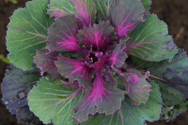 Pink colored decorative cabbage in the garden