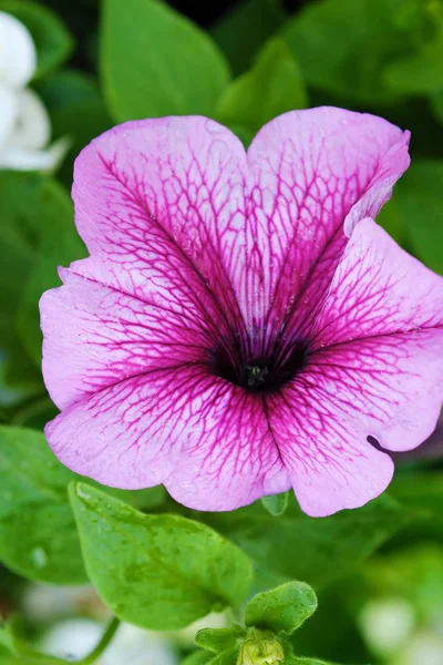 Hermosa Petunia rosa en el jardín de verano —  Fotos de Stock