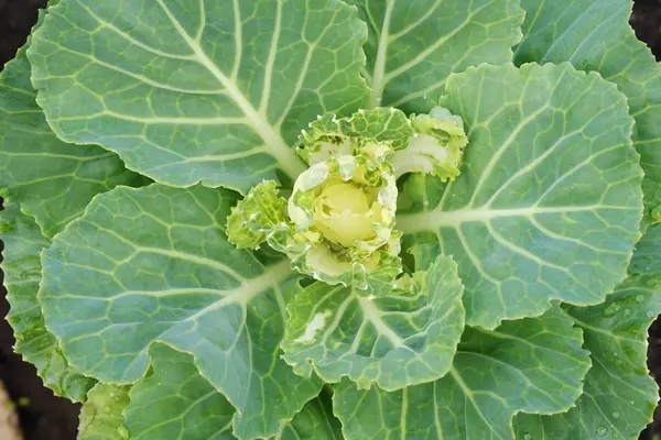 Yaz bahçesinde yeşil dekoratif lahana