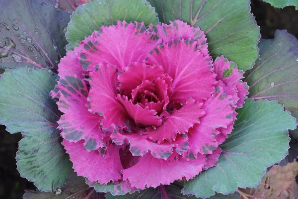 Pembe renkli dekoratif lahana bahçesinde