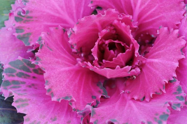 Розовая декоративная капуста в саду — стоковое фото
