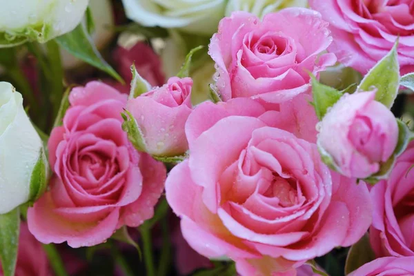 Güzel beyaz ve pembe gül buketi