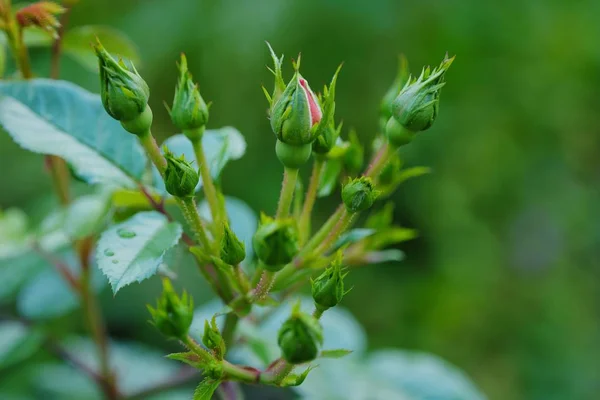 Bellissimi boccioli di rose in un parco estivo — Foto Stock