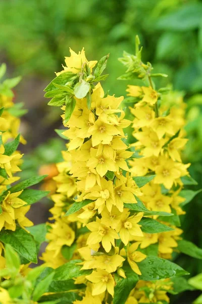 Belle campane gialle nel giardino estivo — Foto Stock