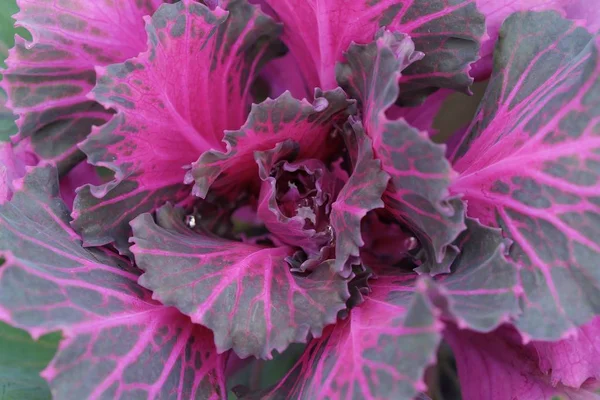 Pembe renkli dekoratif lahana bahçesinde