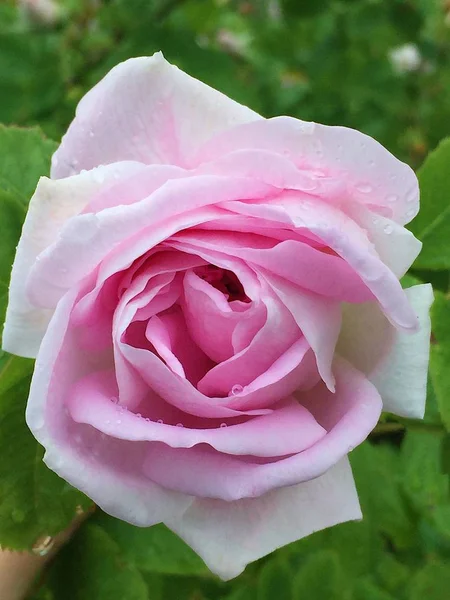 Vacker rosa ros i sommarträdgården — Stockfoto