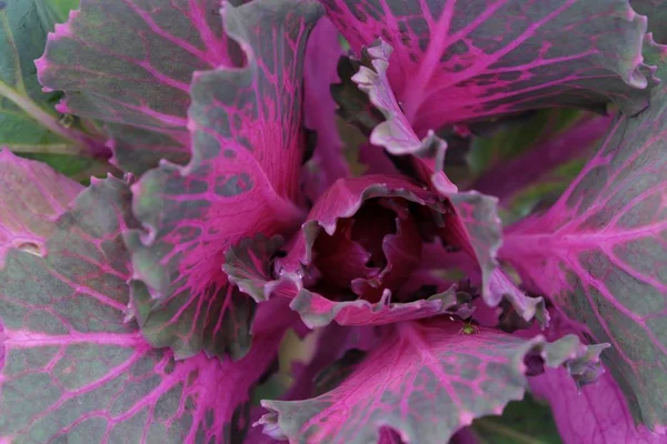 Pembe renkli dekoratif lahana bahçesinde