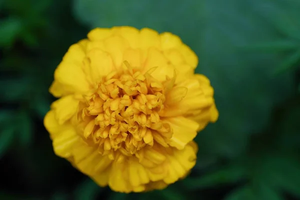 Bellissimo fiore giallo nel parco estivo — Foto Stock