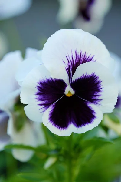 Linda violeta branca no jardim de verão — Fotografia de Stock