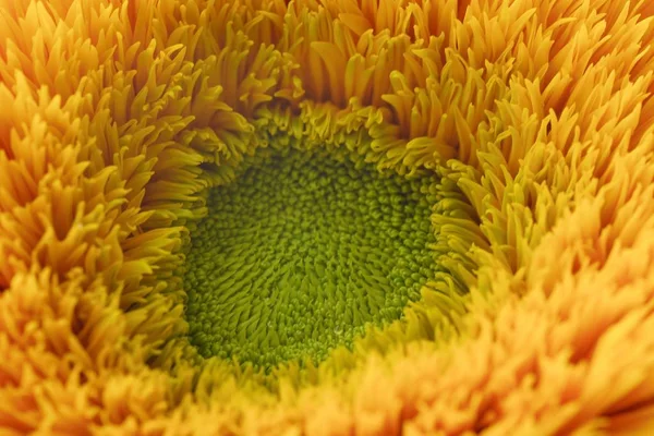 Красива пухнаста соняшникова літня макро фотографія — стокове фото