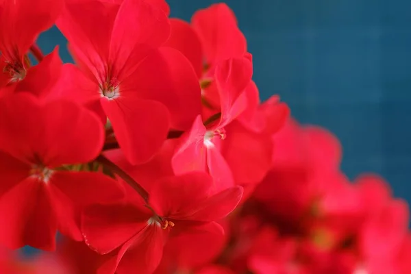 Hermoso geranio rojo en maceta —  Fotos de Stock