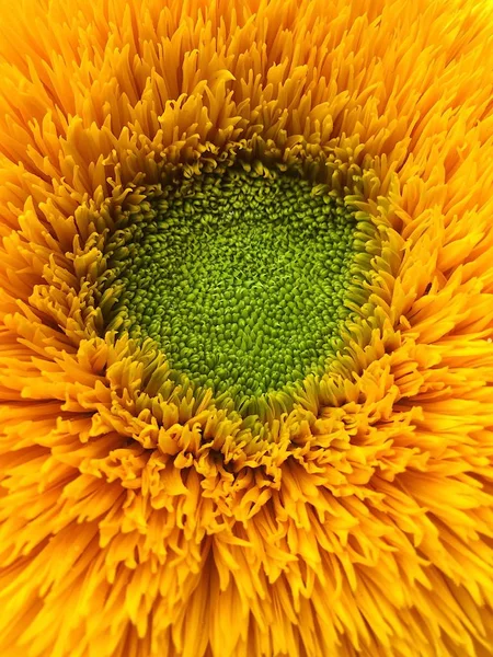 Beau tournesol moelleux été macro photo — Photo