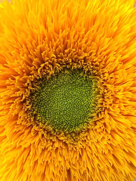 Beau tournesol moelleux été macro photo — Photo