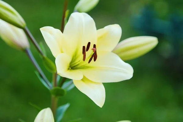 Güzel sarı Lily yaz bahçesinde 