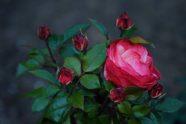 Vackra rosa rosor i trädgården i sommar — Stockfoto