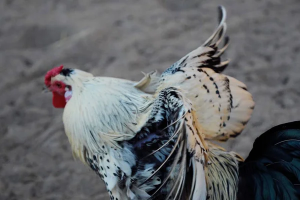 Yaz aylarında köyde güzel renkli horoz — Stok fotoğraf