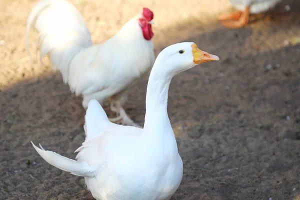 Gyönyörű fehér lúd, nyáron a faluban — Stock Fotó