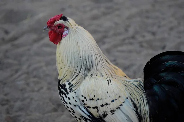 Galo colorido bonito na aldeia no verão — Fotografia de Stock