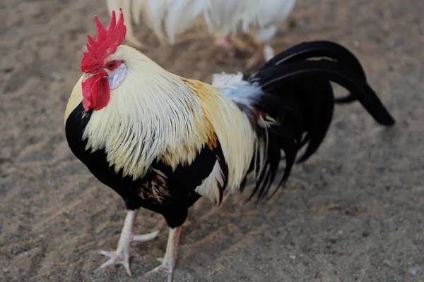 Galo colorido bonito na aldeia no verão — Fotografia de Stock