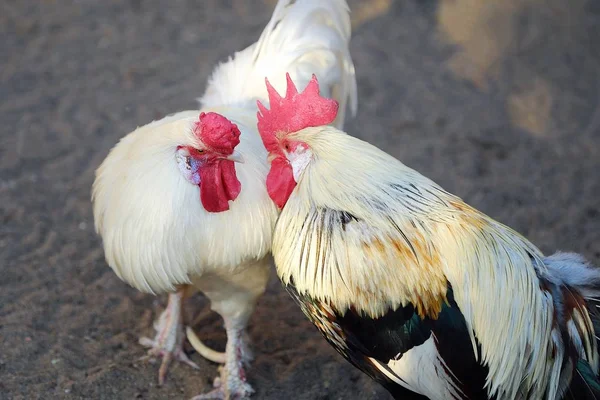 Yaz aylarında köyde güzel renkli horozlar — Stok fotoğraf