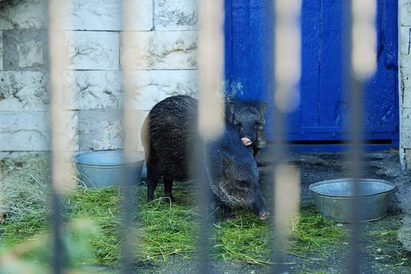 Zwei schwarze Wildschweine im Zoo — Stockfoto
