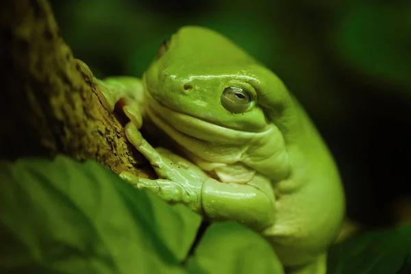 Schöner afrikanischer grüner Frosch auf grünen Blättern — Stockfoto