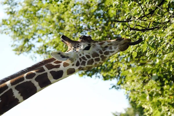 Schöne gefleckte Giraffe im Sommerzoo — Stockfoto