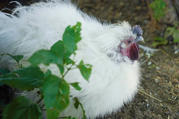 Bolyhos fehér csirke, nyáron a faluban — Stock Fotó