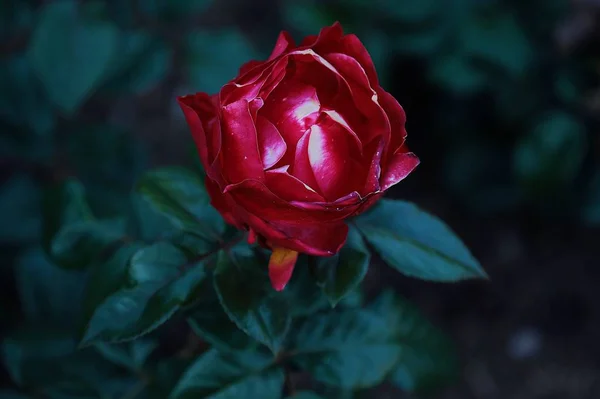 Vacker röd ros i sommar trädgården — Stockfoto