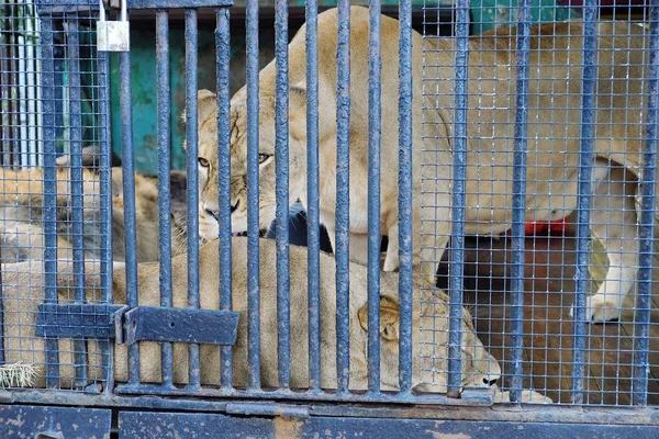 Hermosa leona salvaje en una jaula — Foto de Stock