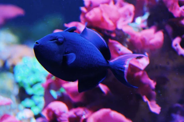 Beautiful blue fish in the aquarium view — Stock Photo, Image
