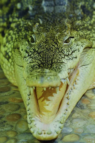 Beautiful Indian green crocodile at the zoo — Stock Photo, Image