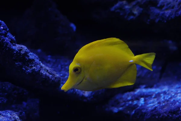 Peixe amarelo engraçado na vista azul do aquário — Fotografia de Stock