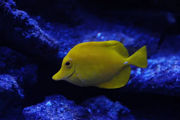 Peixe amarelo engraçado na vista azul do aquário — Fotografia de Stock