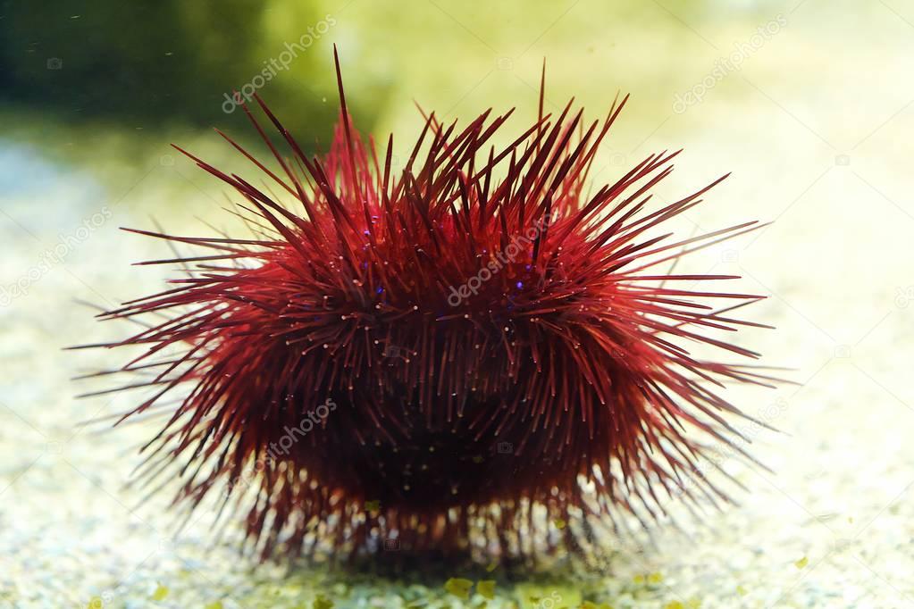 Beautiful red sea urchin in the aquarium 