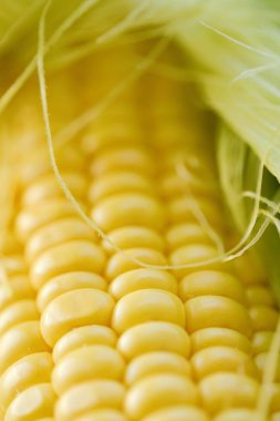 Bahçeden taze sarı mısır