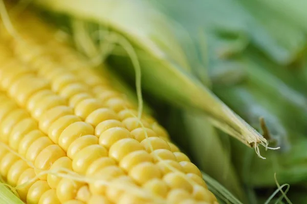 A kertből friss sárga kukorica — Stock Fotó