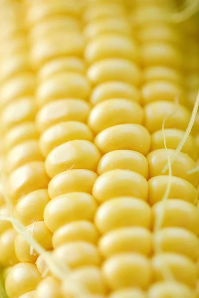 A kertből friss sárga kukorica — Stock Fotó