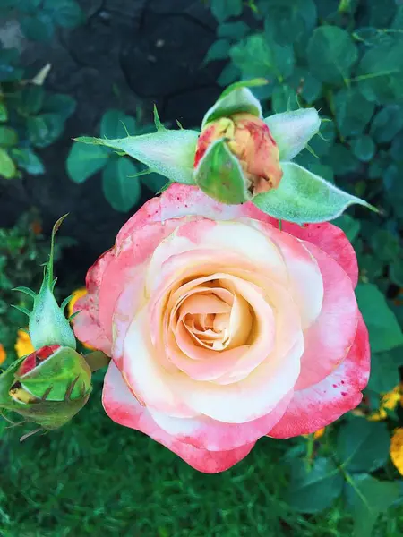 夏の庭の美しい優しさピンクのバラ — ストック写真
