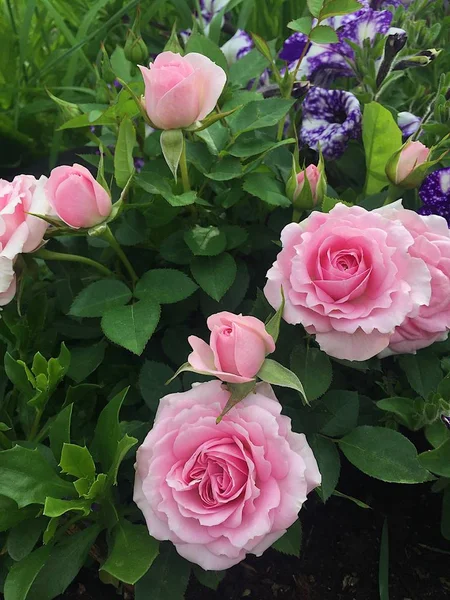Όμορφη τρυφερότητα ροζ τριαντάφυλλα στον κήπο το καλοκαίρι — Φωτογραφία Αρχείου