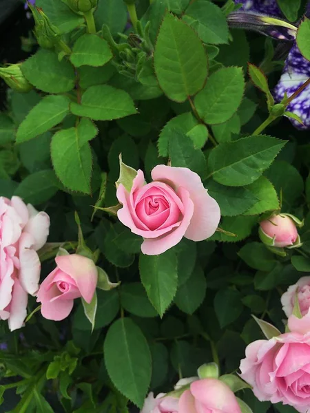 Vackra ömhet rosa rosor i trädgården — Stockfoto