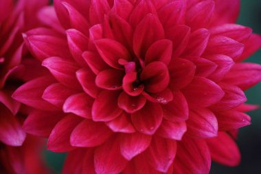 Güzel yaz bahçesinde Bordo Aster çiçekler