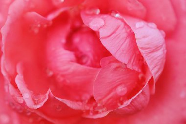 Güzel çiçek pembe yaz bahçesinde gül