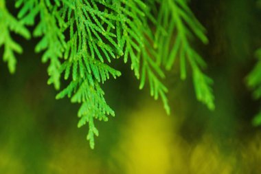 Orman manzaralı ağacında güzel Mazı (bitki) 