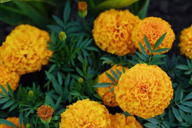 Güzel sarı marigolds yaz bahçesinde 