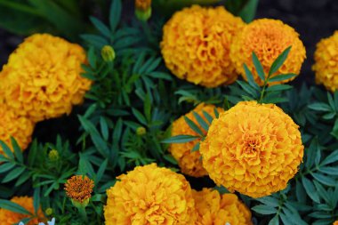 Güzel sarı marigolds yaz bahçesinde 